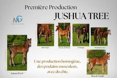 1ère PRODUCTION DE JUSHUA TREE